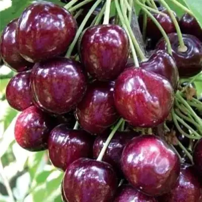 Черешня СИЛЬВИЯ колоновидная в Речице