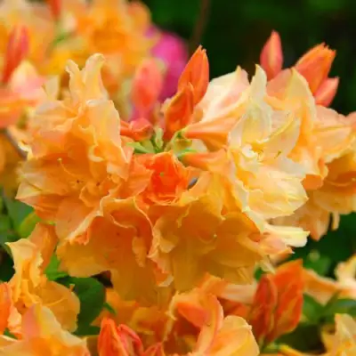 Азалия ЧАРДАШ листопадная в Речице