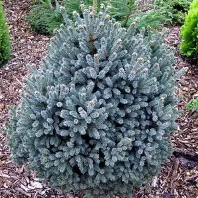 Ель НАНА сизая в Речице