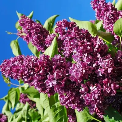 Сирень ЧАРЛЬЗ ДЖОЛИ в Речице