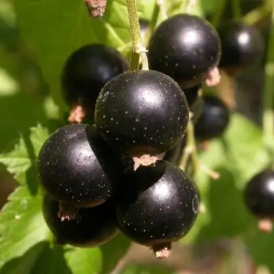 Смородина чёрная БИНАР в Речице