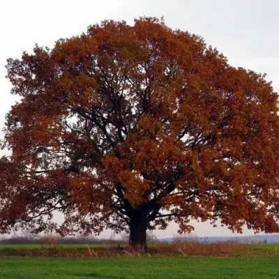 Дуб скальный в Речице