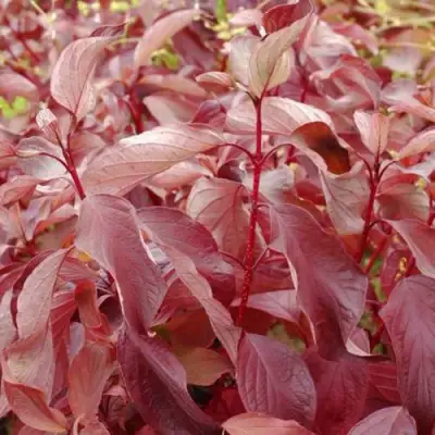 Дерен КРАСНЫЙ в Речице