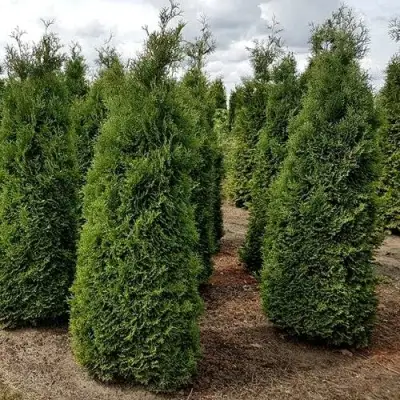 Туя ХОЛМСТРУП западная в Речице