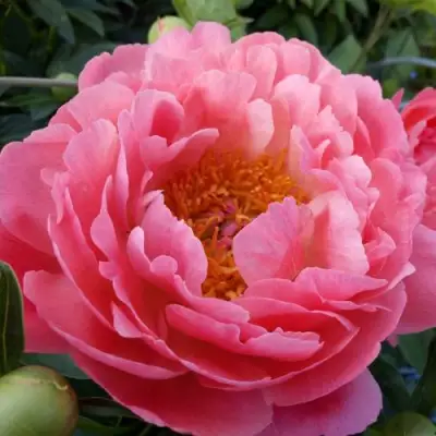 Пион КОРАЛ САНСЕТ травянистый в Речице