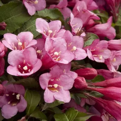 Вейгела ФЛОРИДА в Речице