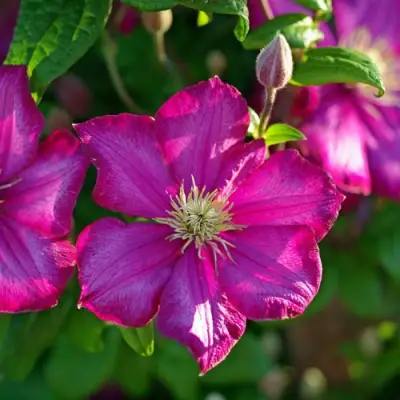 Клематис КАРМЕНСИТА в Речице