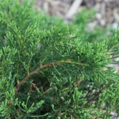 Можжевельник РОКЕРИ ДЖЕМ казацкий  в Речице