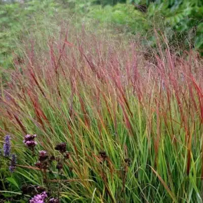 Просо РЕБРАУН прутьевидное в Речице