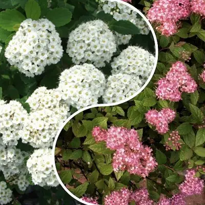 Комплект ТАЛАНТЛИВЫЙ САДОВОД в Речице