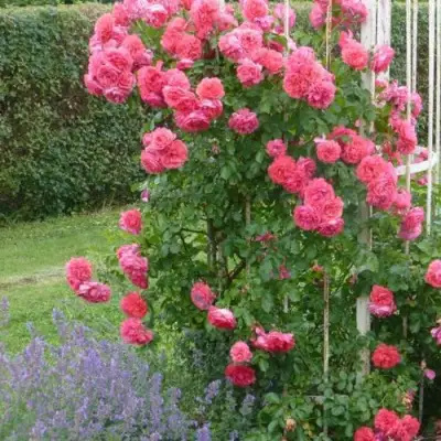 Роза РОЗАРИУМ ЮТЕРСОН плетистая в Речице