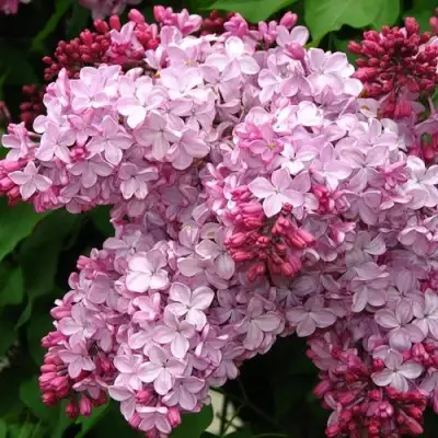 Сирень ЭСТЕР СТЕЙЛИ в Речице