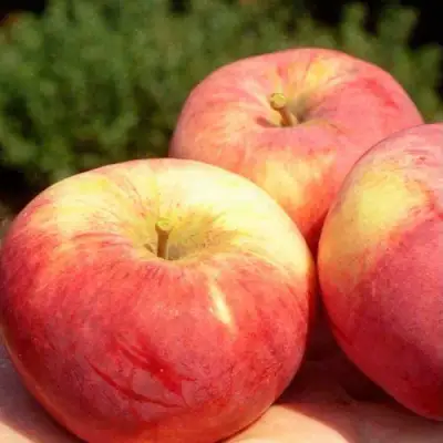 Яблоня ОРЛОВИМ в Речице