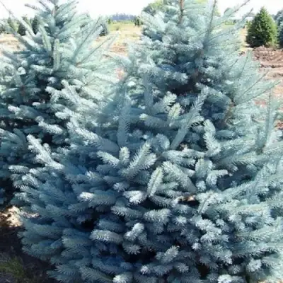 Ель ГЛАУКА колючая в Речице