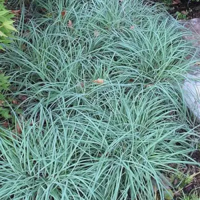 Осока БЛЮ ЗИНГЕР в Речице