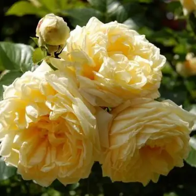 саженцы розы Надя Мейдиланд