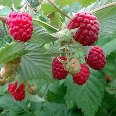 Малина ПРОСТО ПРЕЛЕСТЬ (СТОЛЕШНИК) в Речице