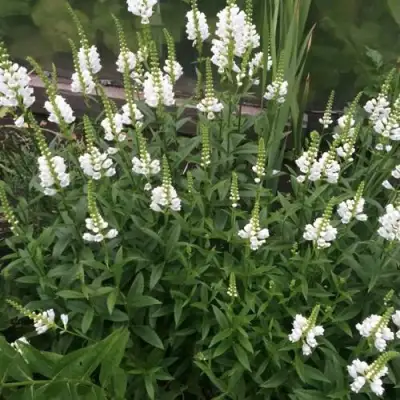 Физостегия АЛЬБА виргинская в Речице