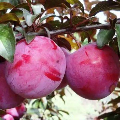 Слива ЛАМА в Речице