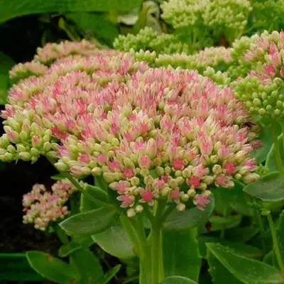 Очиток (седум) БРИЛЛИАНТ в Речице