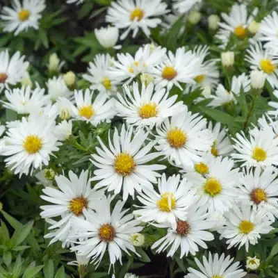 Астра кустарниковая Кристина