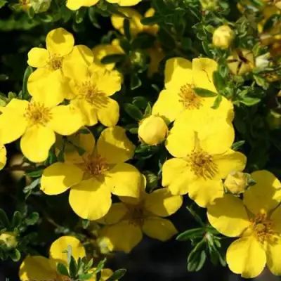 Лапчатка ХАКМАНС ГИГАНТ кустарниковая в Речице