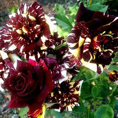 Роза ФОКУС ПОКУС флорибунда в Речице