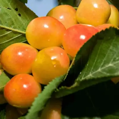 Дюк (черевишня) БЕЛОЧКА в Речице