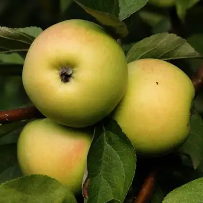 Яблоня ДАНИЛА в Речице