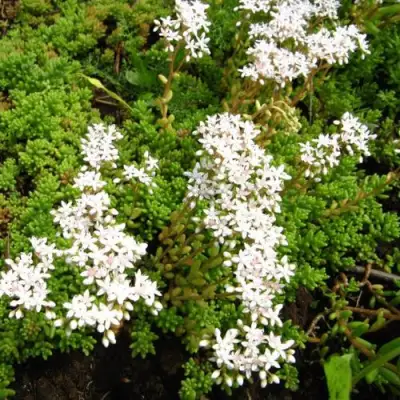 Очиток (седум) ХЛОРОТИКУМ белый в Речице