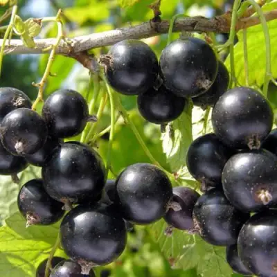 Смородина чёрная НЕСТЕР КОЗИН в Речице