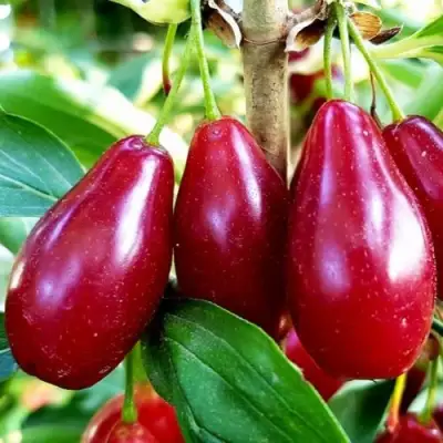 Кизил ВЛАДИМИРСКИЙ в Речице