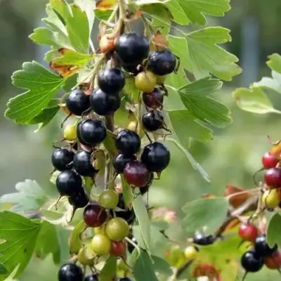 Смородина золотистая ПЛОТНОМЯСАЯ в Речице