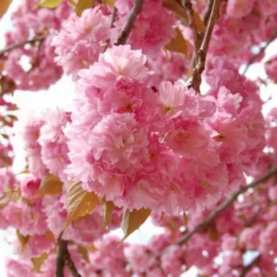 САКУРА  в Речице