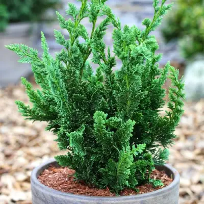 Кипарисовик ВИСЕЛЛИ лавсона в Речице