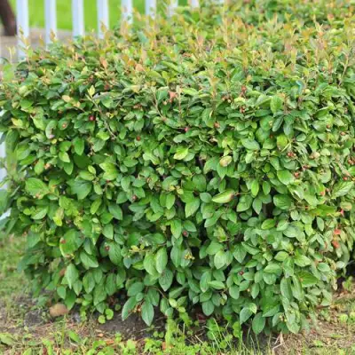 Кизильник блестящий в Речице