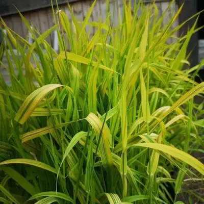 Фалярис АРКТИК САН тростниковый в Речице