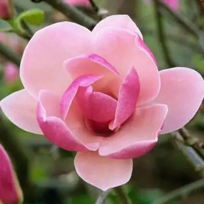 Магнолия РУСТИКА РУМБА в Речице