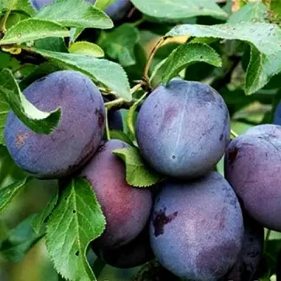 Слива ВЕНГЕРКА БЕЛОРУССКАЯ в Речице