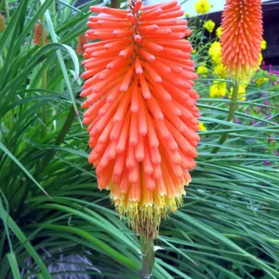 Книфофия БЕНГАЛ ФАЕР гибридная в Речице