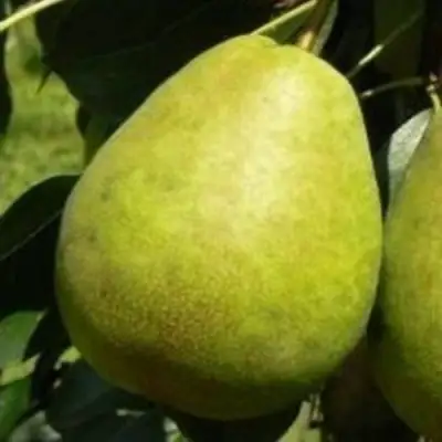 Груша ЛАГОДНАЯ в Речице