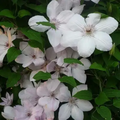 Клематис ИОАНН ПАВЕЛ 2 в Речице