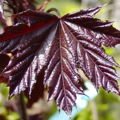 Клен КРИМСОН КИНГ остролистный в Речице