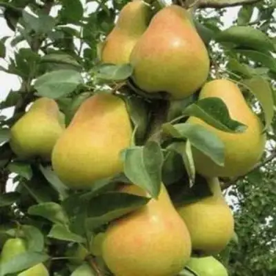 Груша ЛЮБИМИЦА ЯКОВЛЕВА в Речице