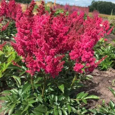 Астильба ЛАКИ ДЕЙ Арендса в Речице