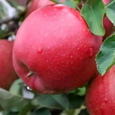 Яблоня ЧЕМПИОН в Речице