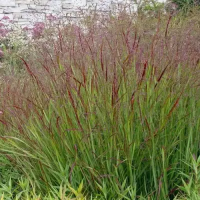 Просо ШЕНАНДО прутьевидное в Речице