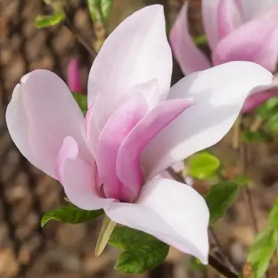 Магнолия БЕТТИ в Речице