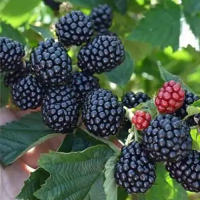 Ежевика ПОЛАР бесшипная  в Речице