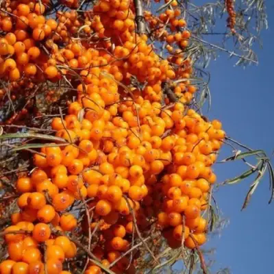 Облепиха СУДАРУШКА в Речице